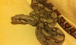 She is really tame and 4 months old. Bought her for $80.00. I am selling her because I have to many snakes she has really nice patterns. She is eating 2 fuzzys every week. You can email me or txt me at 403-846-8493
This ad was posted with the Kijiji