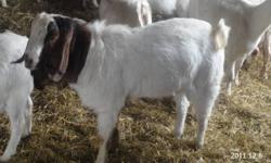 I have a boer billy goat ($300) with yearlin goats on site and a
ten month old billy kid ($200) for sale
please call kevin (705)790-7887