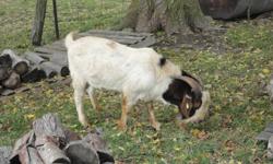 Two 18-month-old pure bred boer bucks in excellent physical condition and ready to breed. Both have superb conformation, a great disposition and have been dewormed, vaccinated and have had their hooves trimmed. All photos where taken on the October, 27