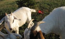 3 Boer Goats,Healthy,Happy and Spoilt ! Both Nanny's 2 years young, Kid is 4 months old
$100 each call 403-382-0503