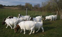 selling 12 boer goats All open different ages not vaccinated very nice animals Good breeding stock $250.00 each