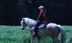 18 year old palomino gelding with a white blanket. About 14.3 /15 hh . Could be a mustang not sure. Hes quiet, broke to ride and drive. He's fantastic on the trails and hes great with kids. Has been ridden by a 8 year old boy all summer and he did the