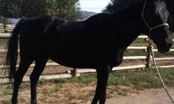 16 yr old 16.3 hnd black gelding. Completetly bomb proof... Would make a great beginners or lesson horse.
This ad was posted with the Kijiji Classifieds app.