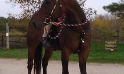 Buddy is an amazing horse whom you can do anything with he is around 10-12 yrs old, 15.3 hand standarbred. When it comes to being safe and reailable he is your horse. He is a kid safe horse perfect for a beginner rider, child, or timid or nevors rider. He