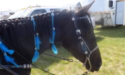 Very well broke mare who is absolutely bombproof. Gemini was riden in the Calgary Stampede Parade as a two year old and didn't blink an eye at the fighter jets, fireworks, confetti that fell down on her, having tanks start beside her or doing under the