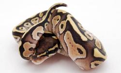The expo is over and we still have some 2011 babies left for sale before the 2012 season!
Mention this add and receive the follow sale prices:
Available:
Normal Female and Male Ball Pythons: Reg $60/$50....sale$50/$40
Male Lesser Ball Python: Reg