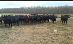 Bred black and red heifers, out of our own herd,bred to black angus bulls, up to date on all vaccines and shots, start calving in April we have 50 to sell
This ad was posted with the Kijiji Classifieds app.