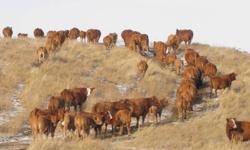 70 Red Angus/Simmental X cows Bred Red Gelbvieh to calve March 24.
One iron cows.
May view with calves at side until calves wean November 19 west of Airdrie, AB
Calves top sale every year, steers average 640 lbs and heifers average 610 lbs.
Large frame