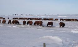 100 +/- bred Simmental, Sim X Red Angus Cows. Closed commercial herd. Bred Simmental to calve Mar 1st. Steer calves averaged 760 lbs. Oct 15th. Select heifer and bull calves available for viewing/sale as well.  Pasture available. 403 340 4146
 
Due to
