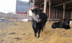 Bred Cattle for Sale     
       
 There are three red white face angus cows that are second calves, they were bred to a Charolais bull. 
  There are three black angus cows that are age 3, 4, 5 that are bred to a black Angus bull.
 
     Why you ask are