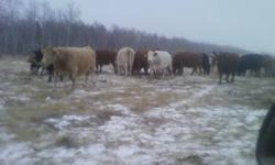Bred cows for sale.  Mixed herd a variety of breeds and ages.  Ready to calve in start in april.  Bred to black and red angus bulls(bulls put out July 10 and pulled september 20).   Cattle for sale have been preg checked by vet on november 7 .
 
Ivomeced,