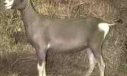bred purebred alpine doe 6 years old gives twins excellant milker and mother very healthy dehorned due anytime 175$ o.b.o
 
 
bred pygmy doe unsure of age blind in one eye due anytime has horns 75$
 
bred pure bred toggenburg doe 1 year old due mid