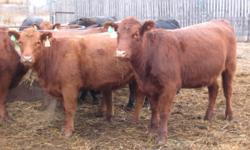 Purebred Angus and Angus x bred heifers for sale.  AI"d to :Final Answer" and "Bismark"  for April 1st calving.  Preg Checked, vaccinated, home raised.  Ph (204) 570 1407