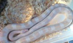 ADULT
2 2009 Female type a anery (1 proven breeder, one paired with male now)
1 female snow (crossed with butter) (proven breeder)
1 female stripe
1 female amel (will be ready when laid eggs)
1 male Snow(proven breeder)
JUVI
1 unsexed normal
$80 each ,