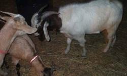 Goats
Young 1.5yr. breeding group!
2 does & their buck.
Kiko x, Nubian x, Boar x.
Have been dewormed, vaccinated, feet trimmed & flushed.
Breeding now for March kidding.
Have Health Records on them.
All friendly & easy to handle.
$450.00 firm for the
