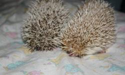 We have a lovely mated pair of hedgehogs.  Male cinnamon - Female standard snowflake.
 Both approx. 3 years old.  Not related. 
They have sucessfully had 3 litters together. The babies are always either standard or cinnamon colored.  The mother is an