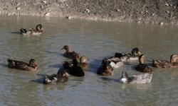 Have several pairs of rouen ducks and one pair of blue swede ducks for sale. Also have one runner duck (think it a male). All were hatched this spring. They are 10 dollars each or if you buy more than two, the rest are 7 dollars each.