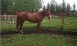 Miss is a double registered 10 year old mare, quarter horse, paint. She is 15.1 hh.She needs an experienced rider, she is good with her feet, she is utd on her shots. She has had many babies she makes an excellent mother. But sadly I can?t ride anymore