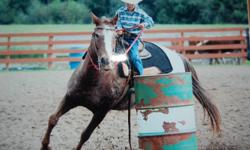 10 yr. old appaloosa pony mare.Our 7yr old son used her for 2 years at the NCJRA in the barrel racing and goat tying. She has been used on the trail and to help gather the cows on the farm as well. Our 4 yr old daughter has ridden her also around the