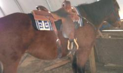 5 year old bay quarter horse/paint gelding. Broke to trail ride, rode in a feedlot and started on barrels. 15.2 hh quiet strong boy, would be good for a confident beginner.
*Will take trades on only Pure Bred Dorper Ewe lambs of same value. *
Call text or