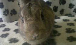 Five month old male dwarf bunny, brown in colour. Friendly and used to children and dogs. Looking for a permanent, loving home. New owner must have a suitable cage of their own. Contact via e-mail