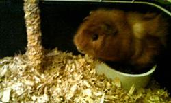 I have this Guinea Pig I need to get rid of right away, I am offering $30. It was bought just over a month ago at Animal World. I comes with a cage, water bottle, food dish, and a ball. You will need to buy it some food and bedding cause it only has a bit