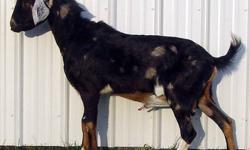 Yearling Nubian, registered purebred, black with silver and chocolate spots, lovely buck. From show and milk bloodlines with color, USA and Canadian top bloodlines. This is one fine buck, he is breeding NOW, ready for your dairy or commercial goat herd.