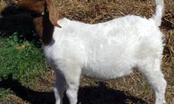 BOER Buck kid, traditional, no white on face, ears not folded. Triplet, has horns. not registered but pure. Very friendly buck kid, handled regularly. Would be good for breeding to young does. $250 firmYearling Nubian, registered purebred, black with