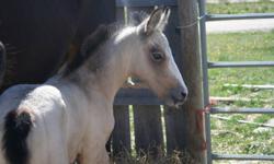 Avery is a beautiful buckskin Connemara cross filly.  Her sire is Wildwych Don Juan (connemara), her mother is a solid paintXthoroughbred. She should mature between 16hh to 16.2 hh.
 
Avery is athletic and has the easiest laid back temperament.  She is