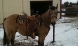 Cody has been rode some but does not get enough to keep him around. He is 14-3 hands and going well. He is a very golden color in the summer. He is also registered.
This ad was posted with the Kijiji Classifieds app.