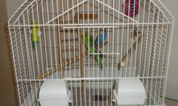 Budgies & Cage