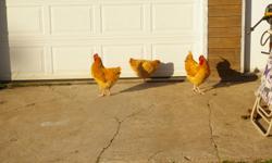 Two Buff Orpington Roosters. $10.00 ea. These guys are 5 months old. Can deliver to the Truro area.