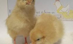 We have over 40 Buff Orpington pullets available. They were hatched Sept 7th and are off heat lamps now. Unlike most hens, this breed continues to lay quite well throughout the winter. The day old price is $6 each and 50Â¢ per chick per week is added to