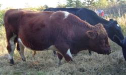 2 beef bulls for sale.  18 months and 7 months.  Call 749-1649 or 488-2280 after 5:30