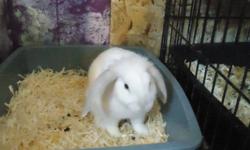 3 month old bunny are now ready to go to their forever new homes,
 
a white one with brown eyes, and the out line on his ears is tinted black, also a 7 month old albino lop,with a comb over, (one ear is up and one ear is down) He doesn't mind being held,