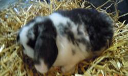 WE HAVE OVER 300 BUNNIES COMING UP FOR CHRISTMAS AND WE CAN HOUSE TRAIN THEM FOR YOU!! WE HAVE HOLLAND LOPS, LION HEADS, MINI REX, NETHERLAND DWARFS, FUZZY LOPS, REX, WHITE NEW ZEALANDS > THE LAST BATCH WENT SOOO FAST THEY COME WITH VET CERT. COME SEE OUR