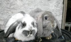 Mini Lops, Lion Heads and Flemish Giants.
2-4 months old.
Males and Females.
$20.00 each.
Please Call:(780) 675-3223