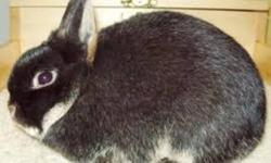 Bunnies for sale, as pets only, different breeds/ages and colors, lops, mini-rex, netherland, lion-head, lion-head/netherland, netherland/mini rex, newzealand/lops, other pics, available on request.