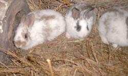 Ready to go just in time for the holidays! Lot of spots, different colors! Easy care, cute and fuzzy. I own both parents who live at my house and my barn across the hyway(Bunnies live at the barn), as well as many other rabbits. Willing to deliver to