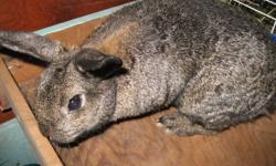 A kind citizen with a big lot is willing to help deal with the overpopulation of bunnies. He and his family are willing to take a group of rescue bunnies and form a colony on their property, where they ca live the rest of their lives. The person is