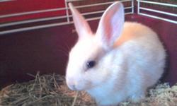 My lovable little bun bun needs a new home. I'm looking for someone who will have more time for her than I do. She's a little sweetheart who loves to snuggle. She can be very timid so I wouldn't really recommend her as a child's pet. She will come with