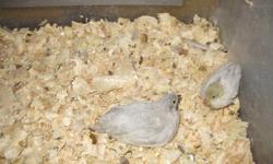 Button Quail .....FOR SALE
Assorted colors and ages @ $ 10.00 each
OVER 10 TO CHOOSE FROM .......
 
Call 981-4968 ; pick up at 3561 Henderson Highway , East St Paul
 
Thanks ,
Peter