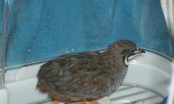 looking for a new home for my button quail
must be able to pick up comes with food
must have your own cage for it
please email or call me
519 208 3268
Nadine or Dustin