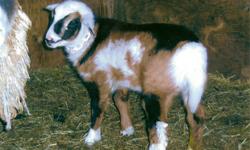 Calico lambs and breeding stock
 
Calicos have great colours, various shades and hues of orange, white, brown  and blacks. Great animals, super friendly, long living, great size to work with, get along with people and other animals well 
 
delivery