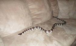 Approximately 6 years old.  Probably female. About 5 1/2 feet long.
 
See photos.  Super tame snake, great pet for a beginner or a breeding project.  Never bites, calm to handle, sheds well. No special requirements.
 
Eating f/t adult mice once a week.
