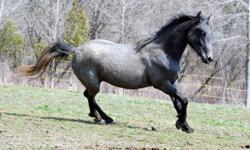We are negotiable on all prices. 
Prince Caspian - -Pic #1 - is our purebred Lipizzan AMAZING 2 1/2 year old colt by Siglavy Americana. Both Sire and Dam received high marks in their evaluations ( 87.5 and 87 ). ( He is 1/2 brother to Kika & Breeze ). He