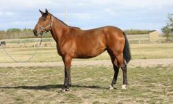 Dawn , 6 yr. old, 16.3 hands high registered Canadian Warmblood.  This mare is out of Wodan and Isle de Notre Dame.  Excellent movement with great jumping ability and potential.  This mare is able to compete in dressage, jumping and would make an