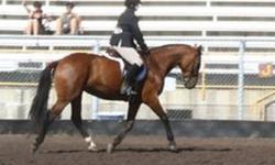 Available for Half Lease: 7 year old, 16.3hh Canadian Warmblood mare. Elan has had professional training. She has all her flat and lateral movements, and has started flying changes. She jumps consistently at 3? and has been jumped up to 3?6?. Elan is not
