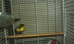 3male nice singing  and 1 female canaries  for sale.Great also for decoration.Asking for male canaries $80 each and for female one $50.