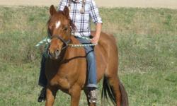For Sale:
-Green -broke 10 year old Quarter-Horse/Appoloosa gelding.
-Chestnut with a star and snip as well as one hind sock.
-Has been ridden approximately 10 times.
-Excellent with bridling.
-Leads perfectly
-Ponys from another horse very well
-Picks up